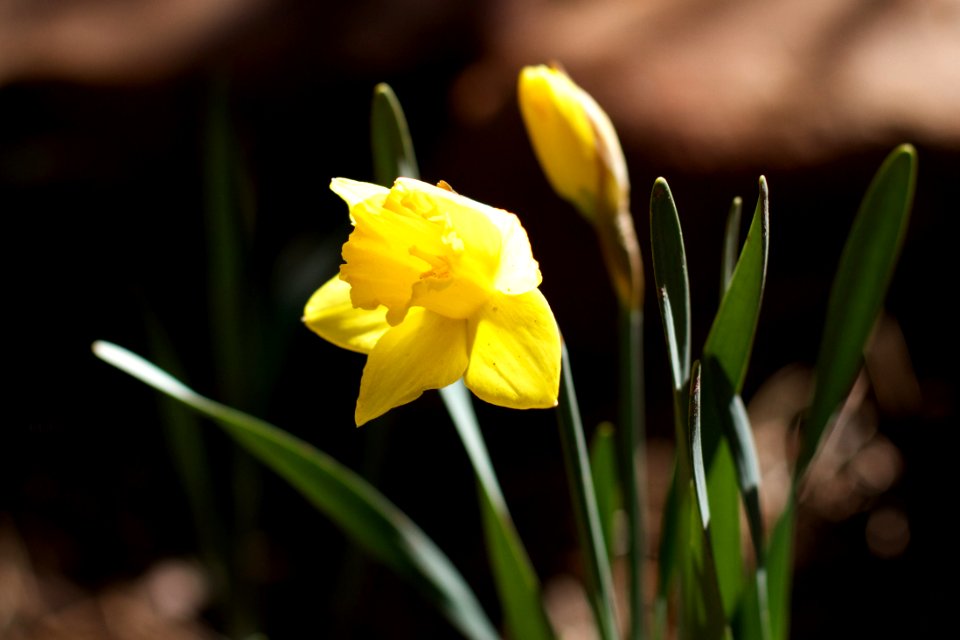 The Daffodil Express