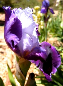 Purple White Iris photo