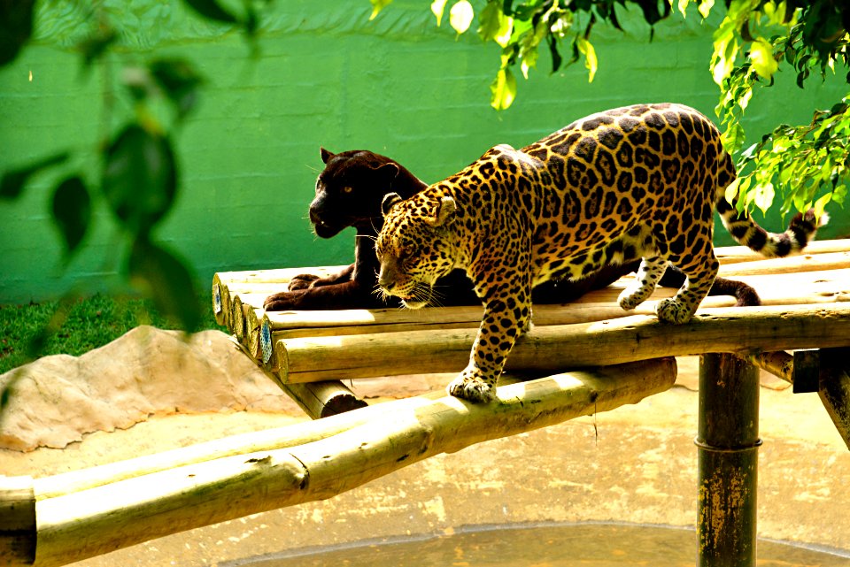 RenatoSoares  Zoologico Pomerode SC