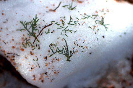Snow Bank With Sprinkles on Top