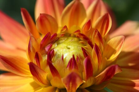 Calyx orange yellow
