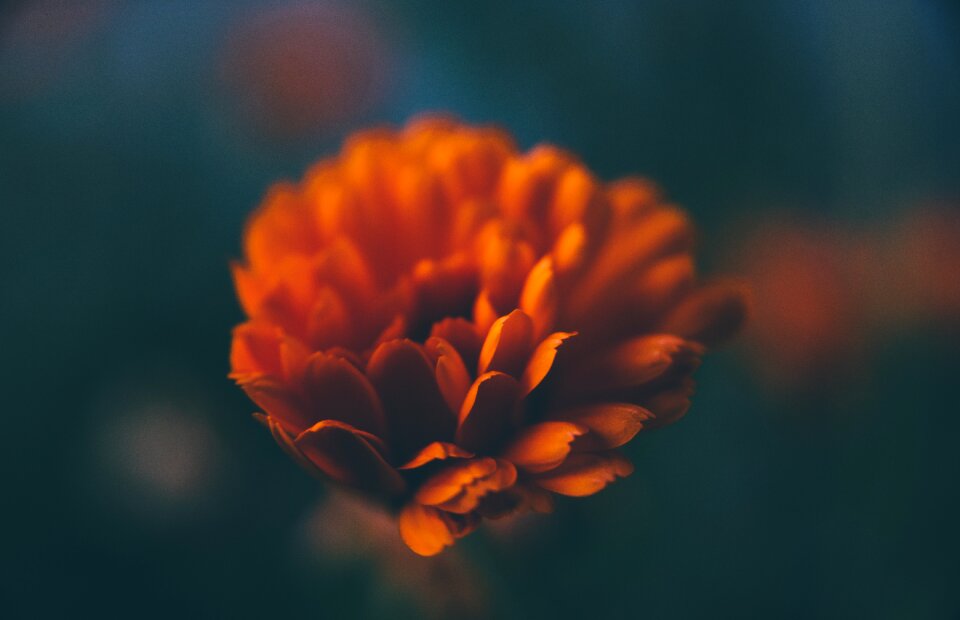 Floral summer blossom