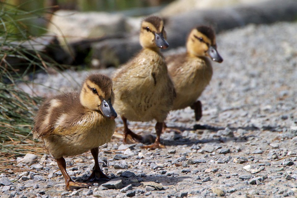 2012/366/162 Three Chicks