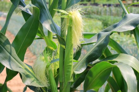 Maize corn agriculture