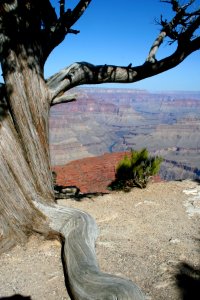 Junpier Gnarled Canyonside