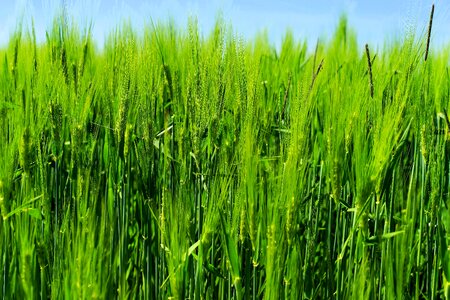 Cereals grain ear