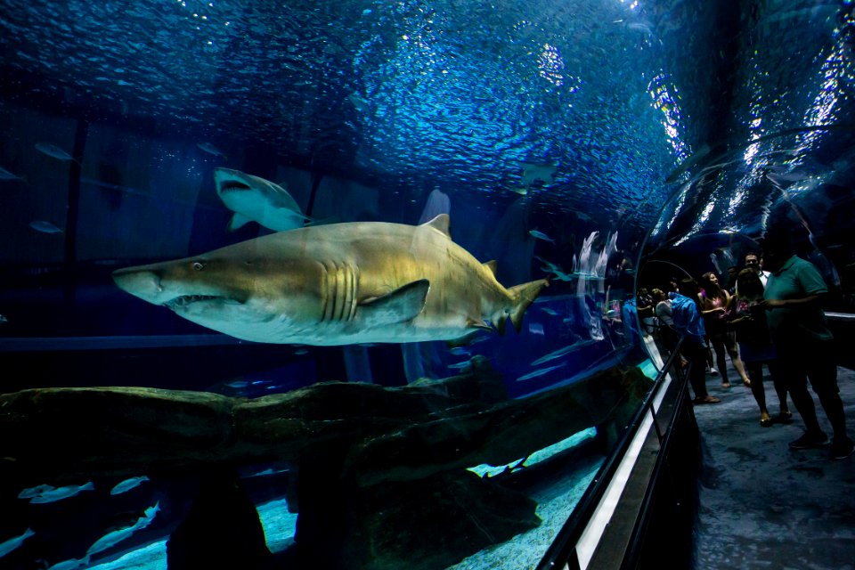BrunaPrado AquaRio Rio de Janeiro RJ