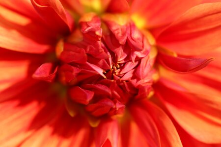 Calyx orange yellow