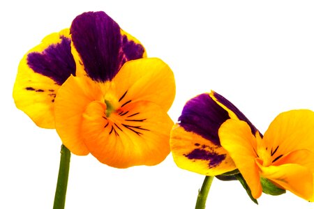 Purple spring plant