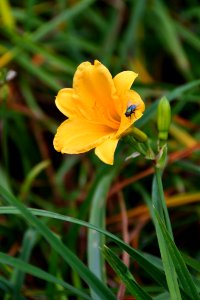 Yellow lily with fly on petal photo