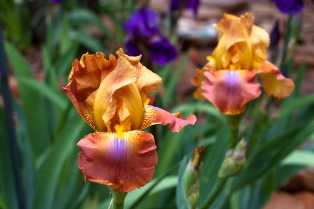2015/365/128 Rainbow  Iris Twins