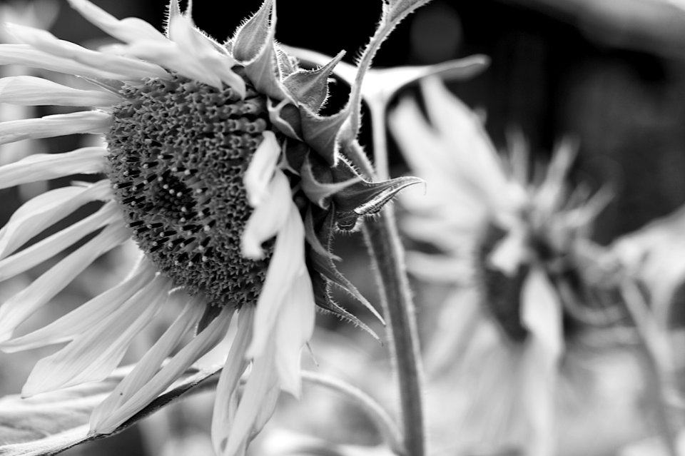 2009/365/235 Sunflower in Motion (B&W)