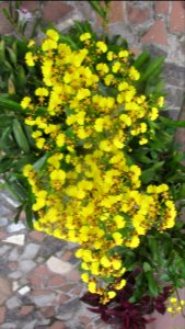 Imagem 014