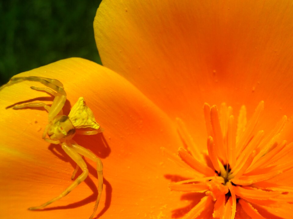 Orange yellow macro
