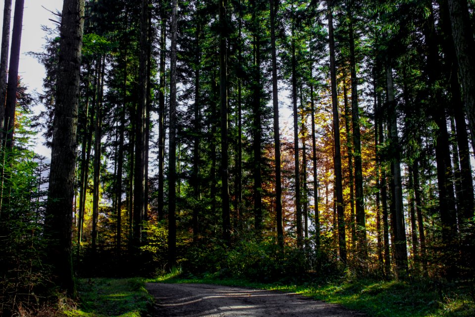 Forêt de Bouleyres