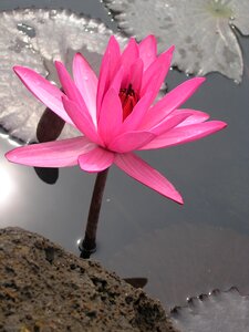 Pond lotus plant photo