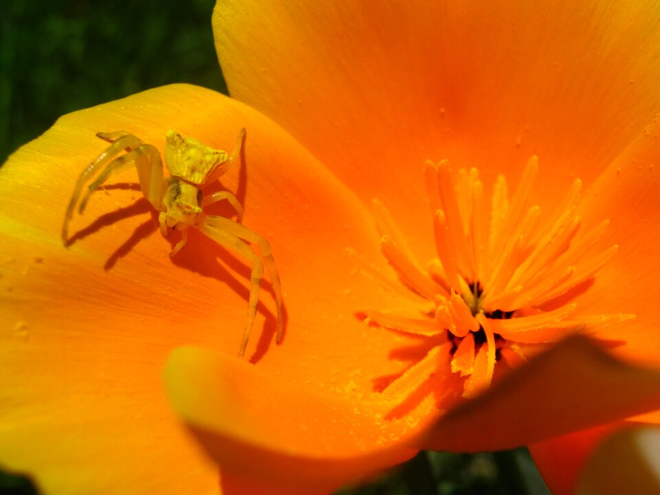 Orange yellow macro