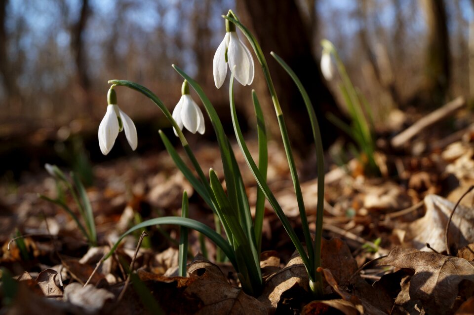 Nature spring flower white