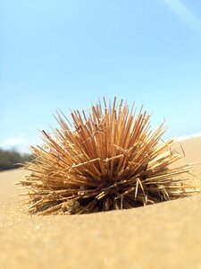 Desert dry brown photo