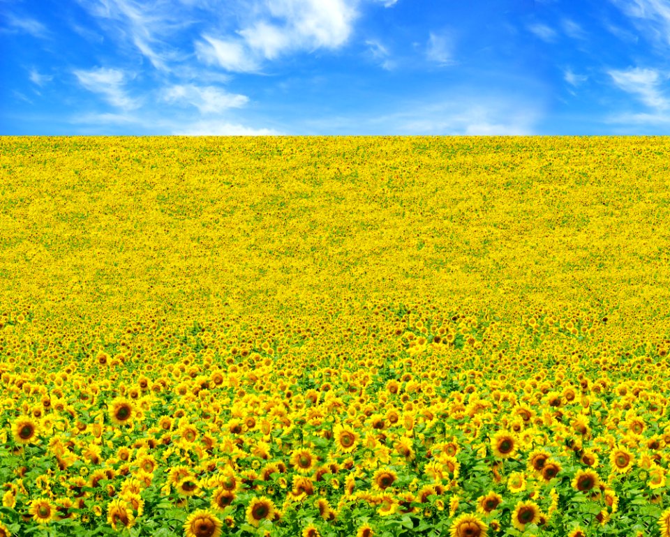 Sunny Fields