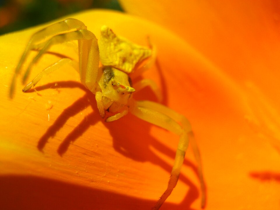 Orange yellow macro