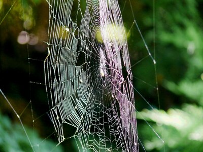 Cobwebs spider backlighting