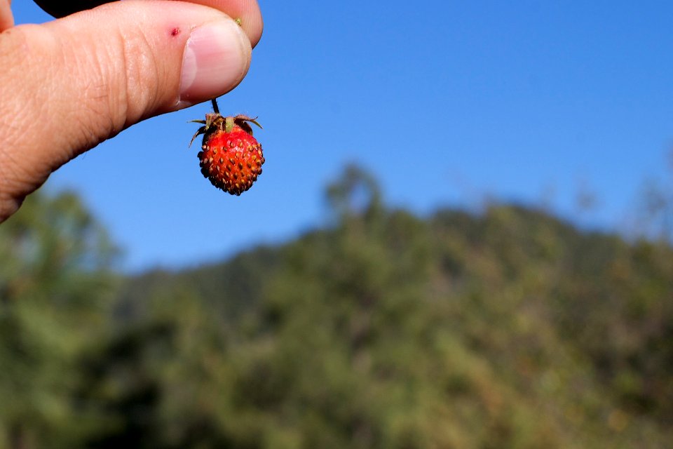 The Entire Strawberry Crop