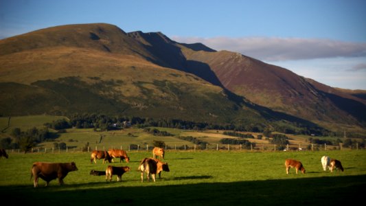 Cows and Blencathra photo