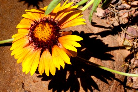 Blanket Flower