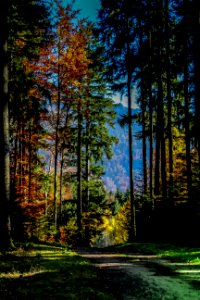 Forêt de Bouleyres