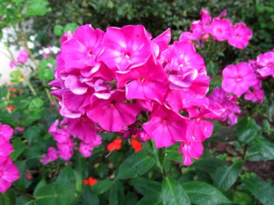 Imagem 070