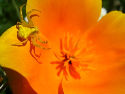 Orange yellow macro photo