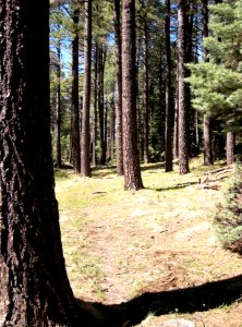 Pondersoa Pine Pathway