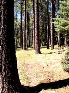 Pondersoa Pine Pathway photo