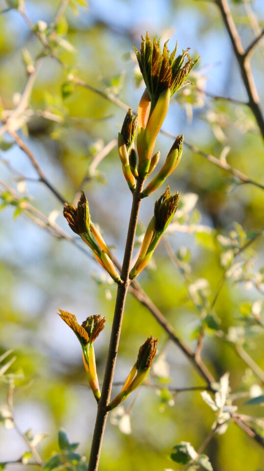 Young leaves awakening sprout