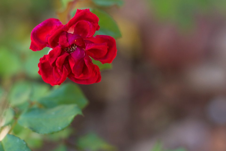 Rose Button