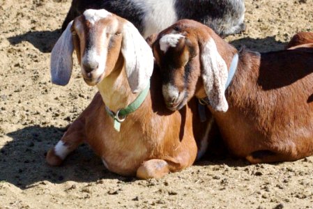 Goat Love