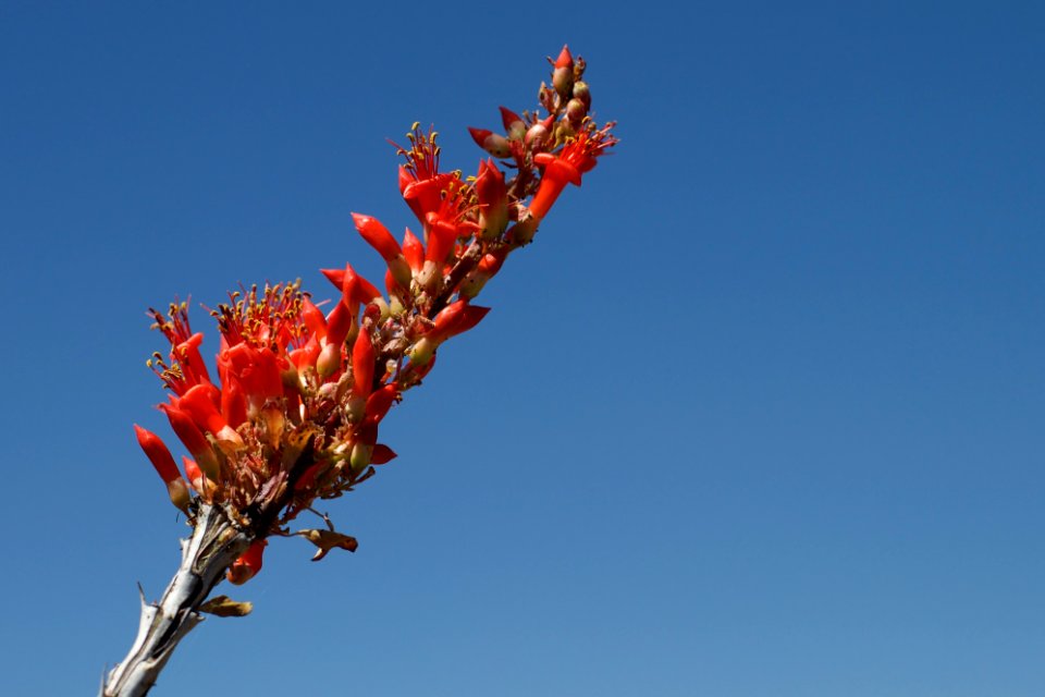Prime Ocotilo Flower Season