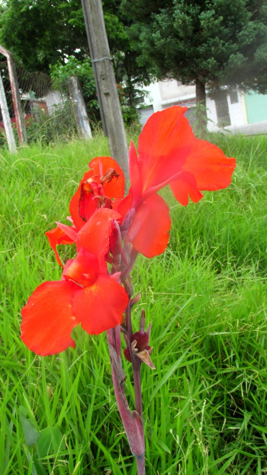 Imagem 011