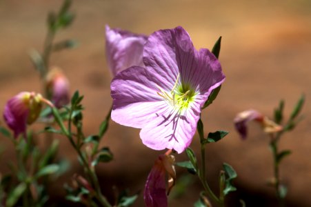 Evening Primrose Does Daylight Duty