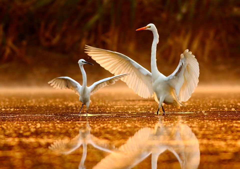 Beautiful Birds In Keoladeo National park