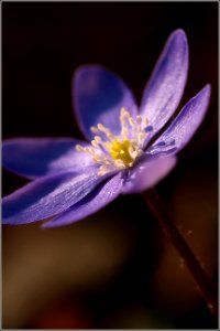 " Hepatica nobilis "