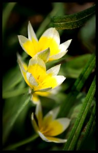 Waterlily Tulip photo