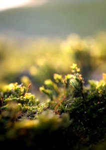 Moss photo