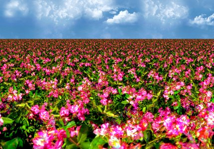 c l-mini-roses