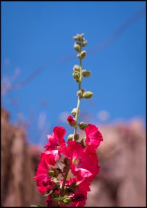 Alcea rosea