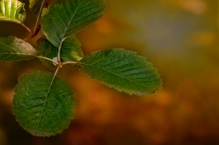 Green leaf leaf nature