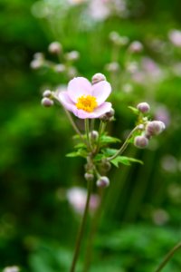Flower with white petals and yellow middle