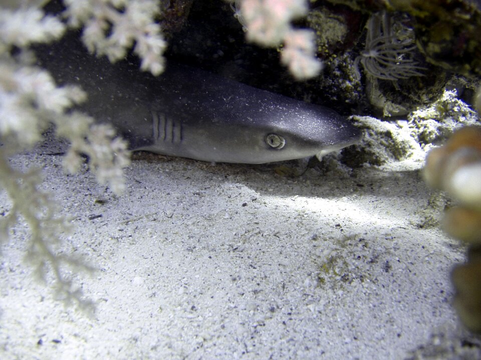 Fish underwater water