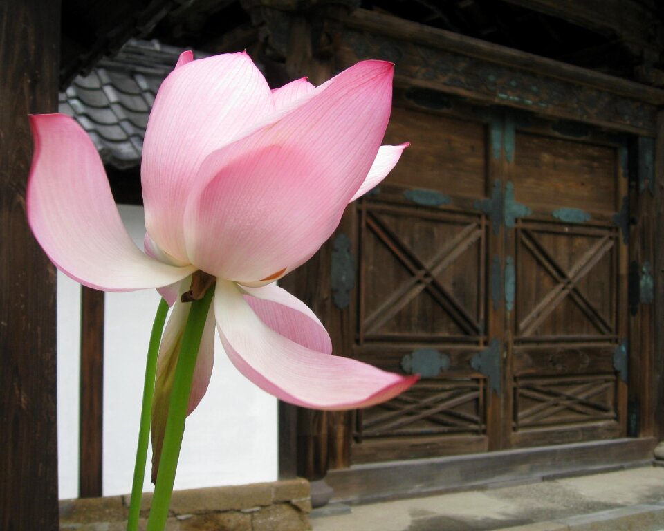 Japan asia architecture